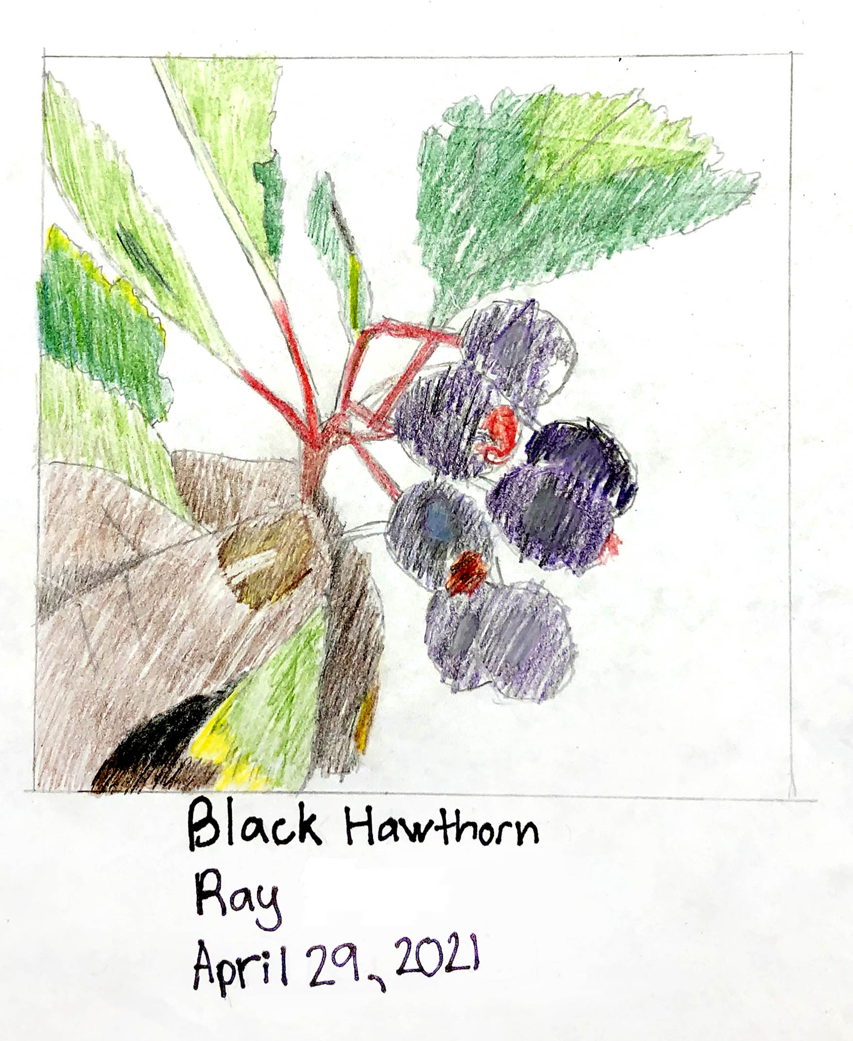 Black Hawthorn