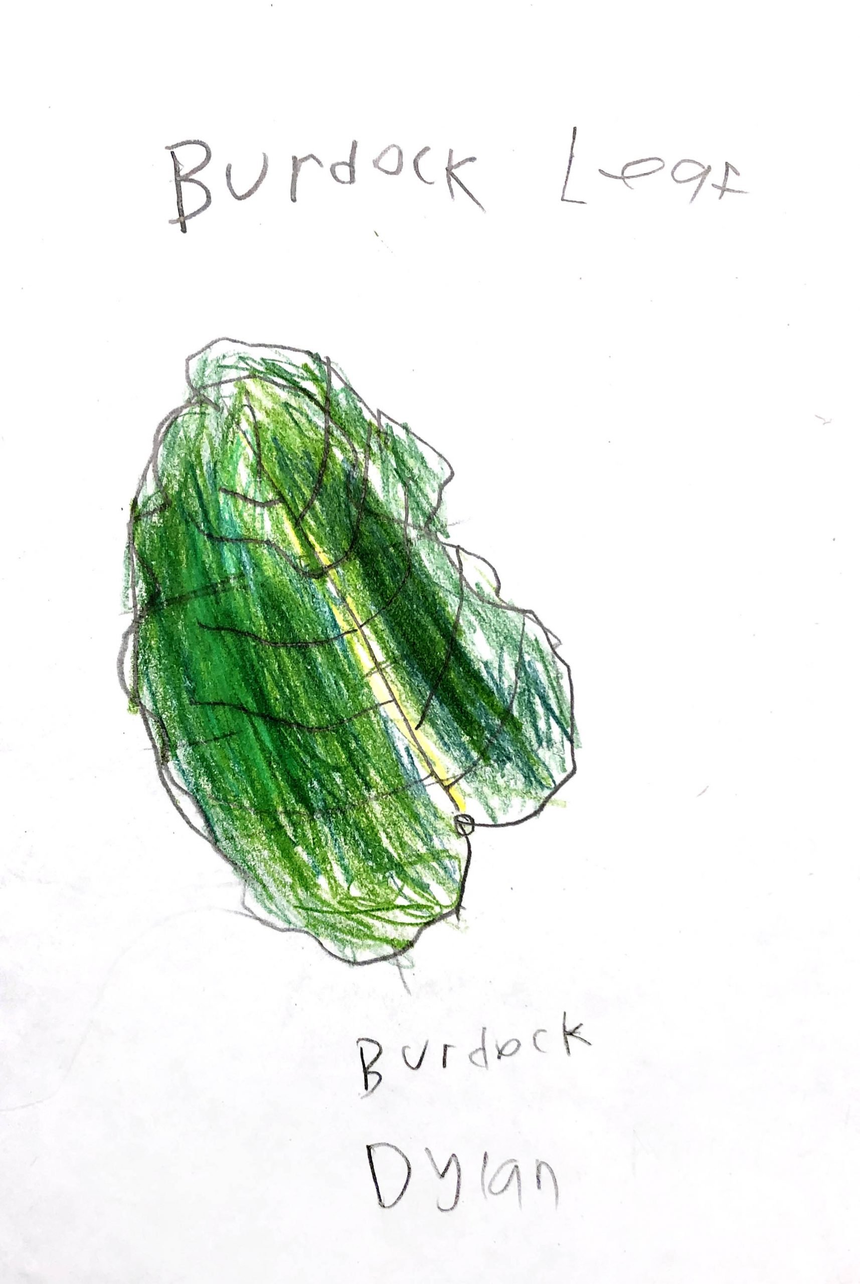 Burdock