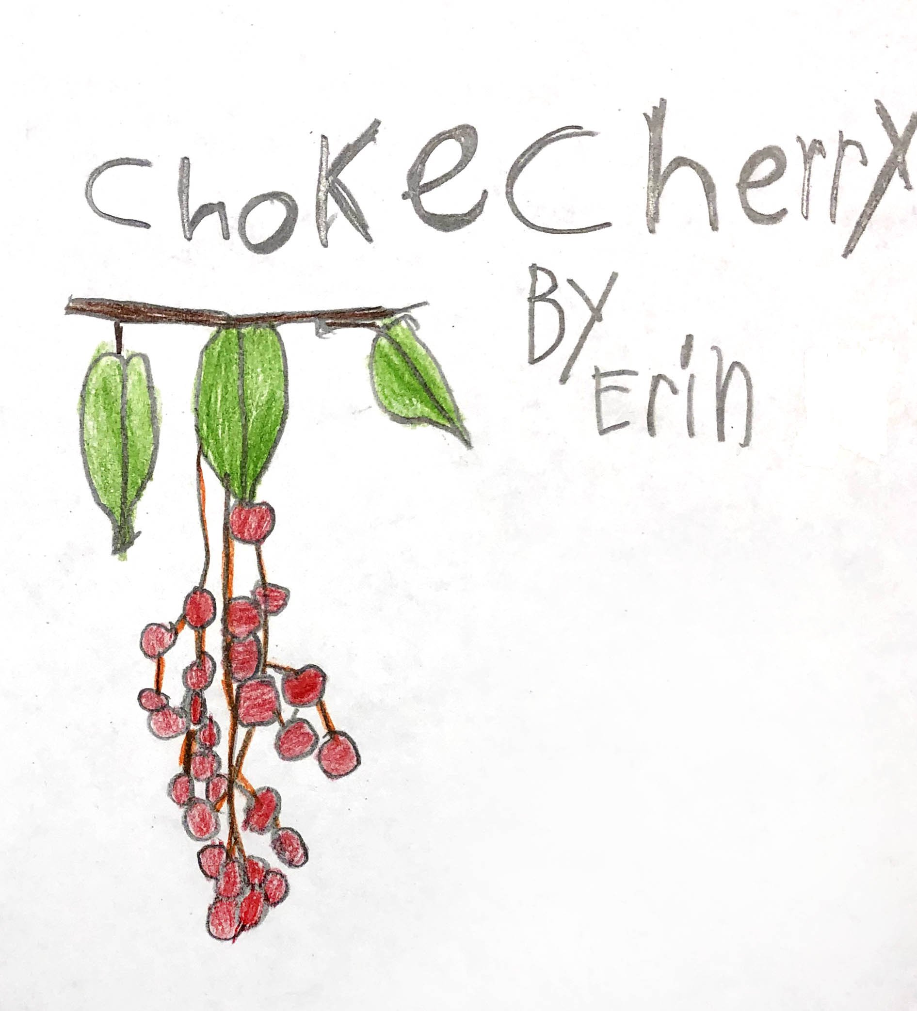 Chokecherry