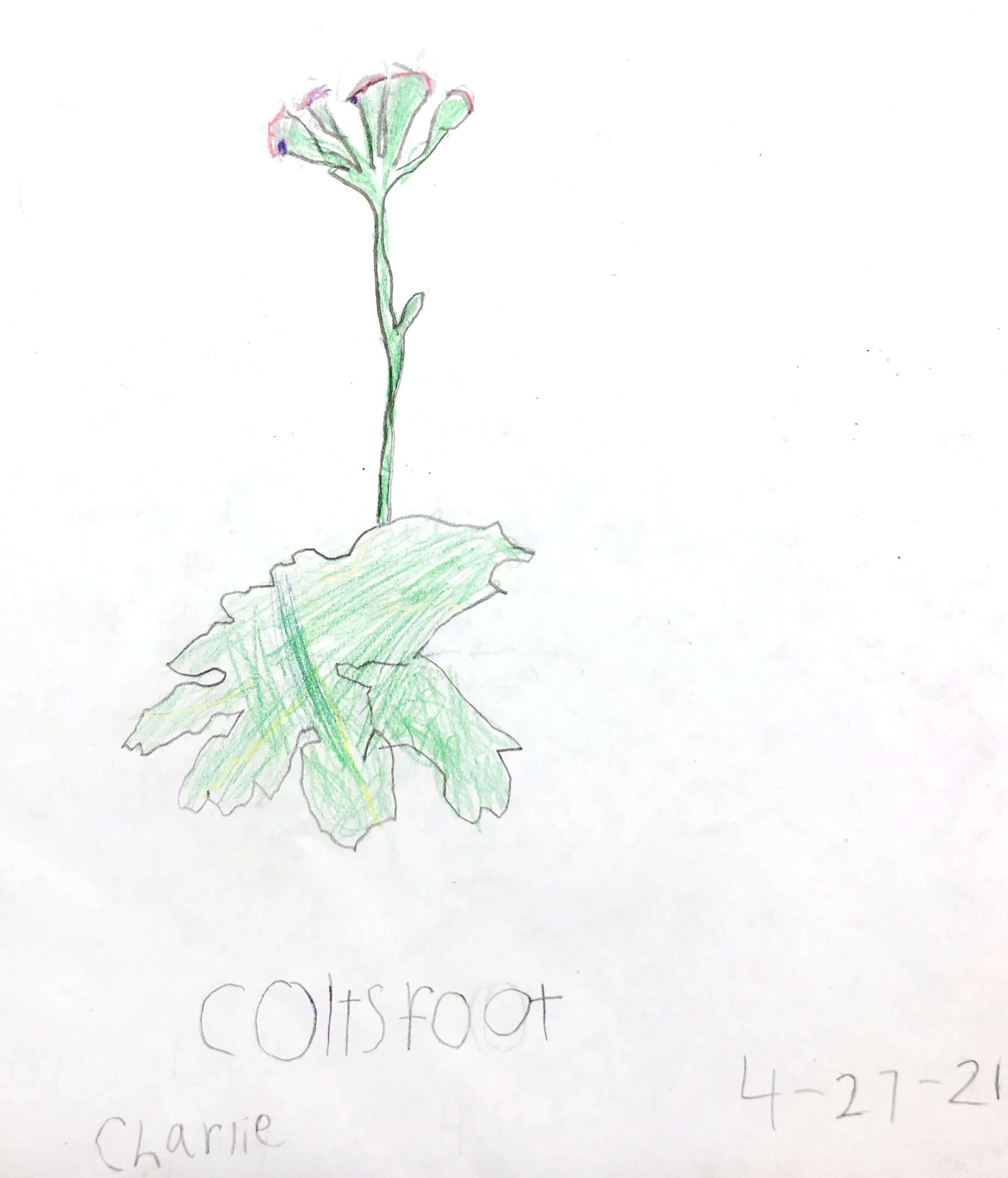 Coltsfoot