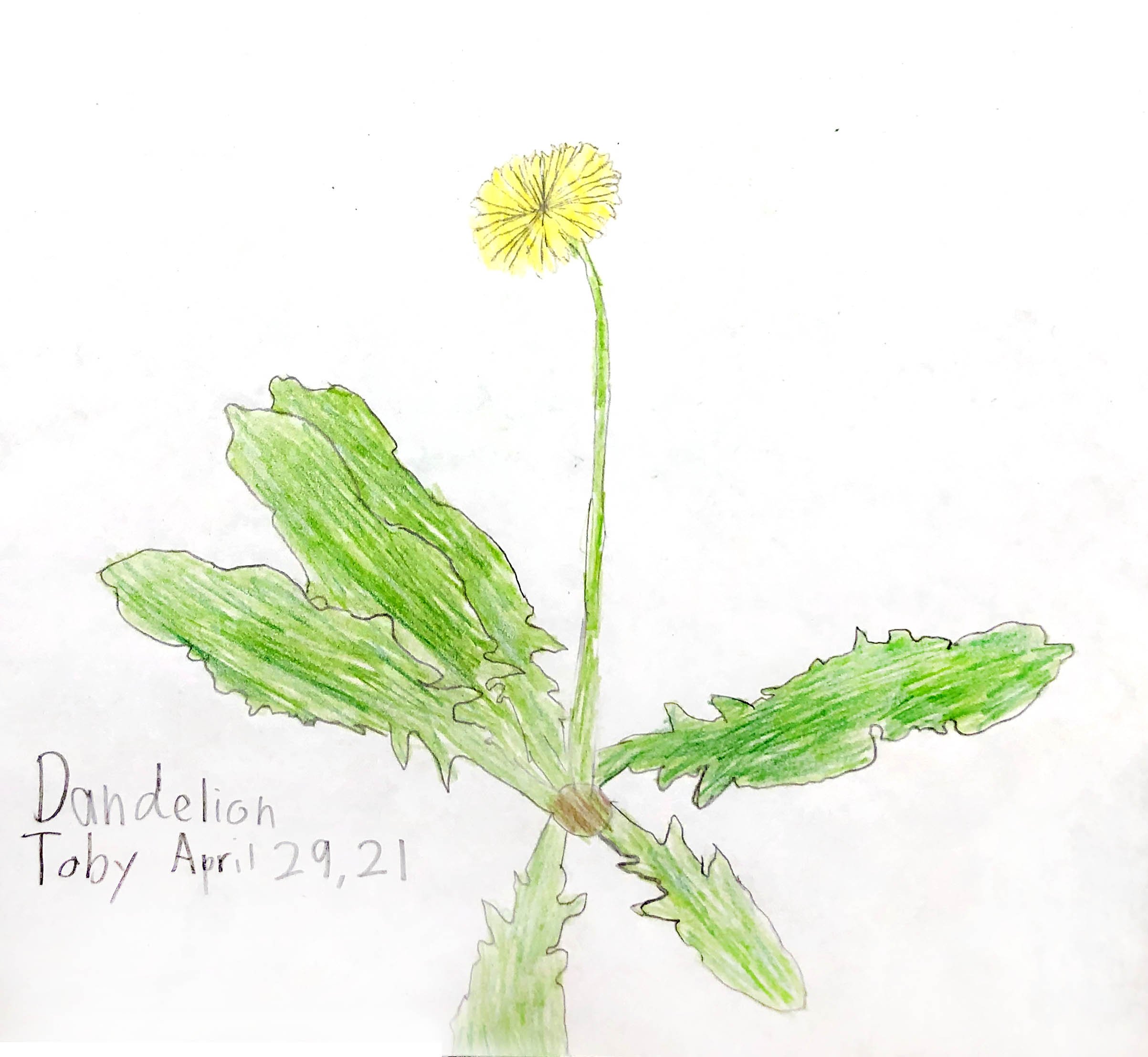 Dandelion