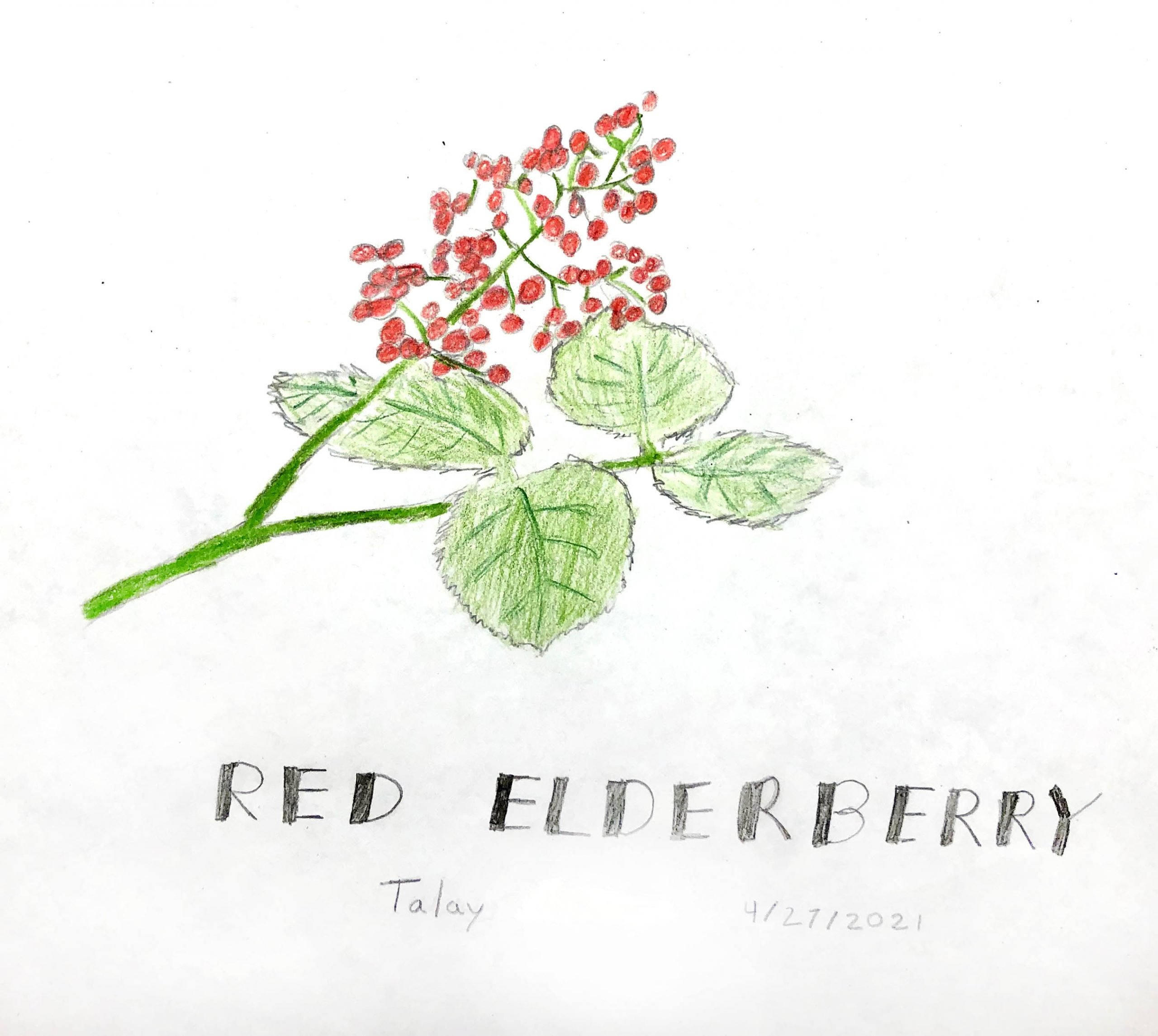 Red Elderberry