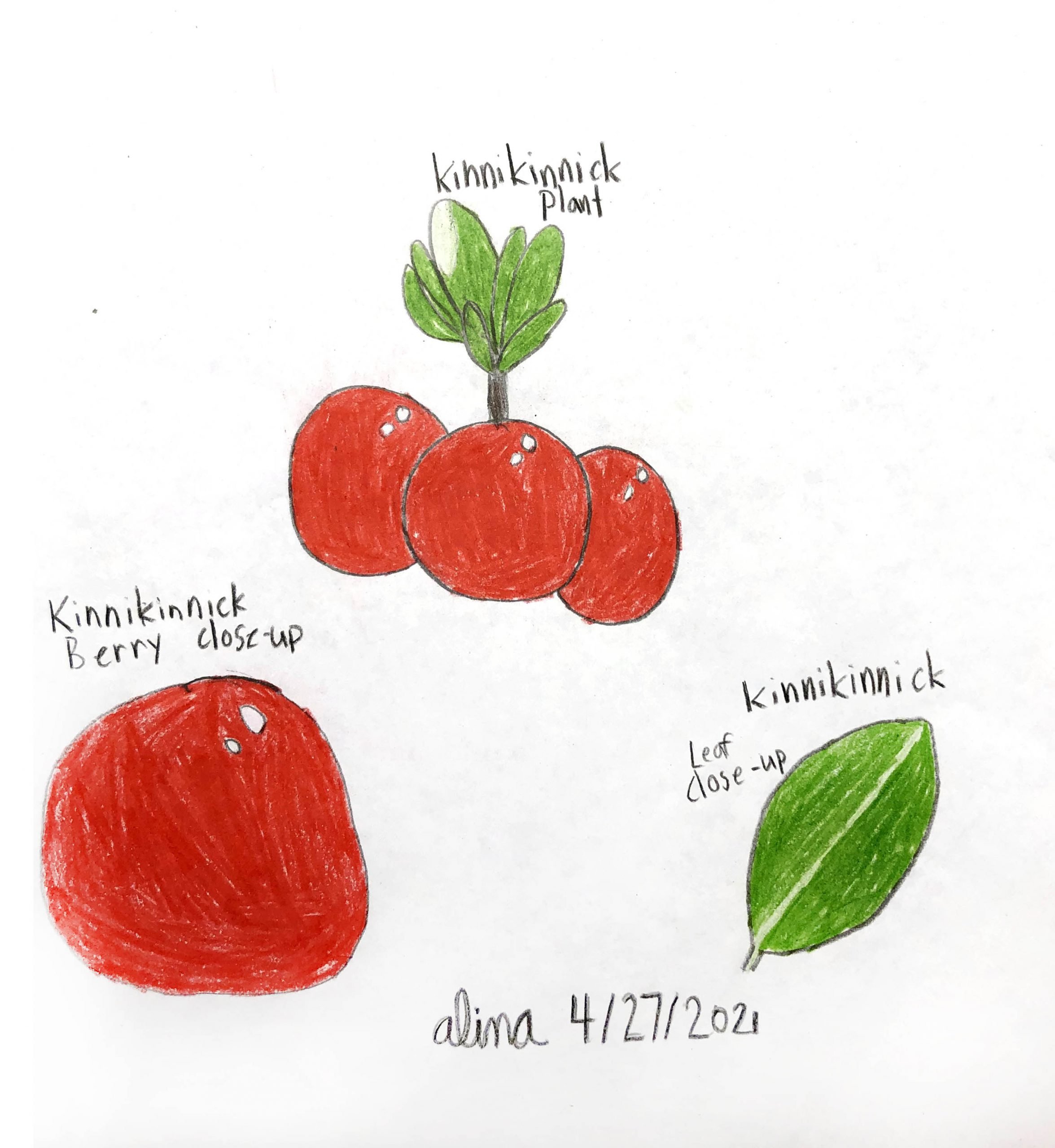 Kinnikinnick