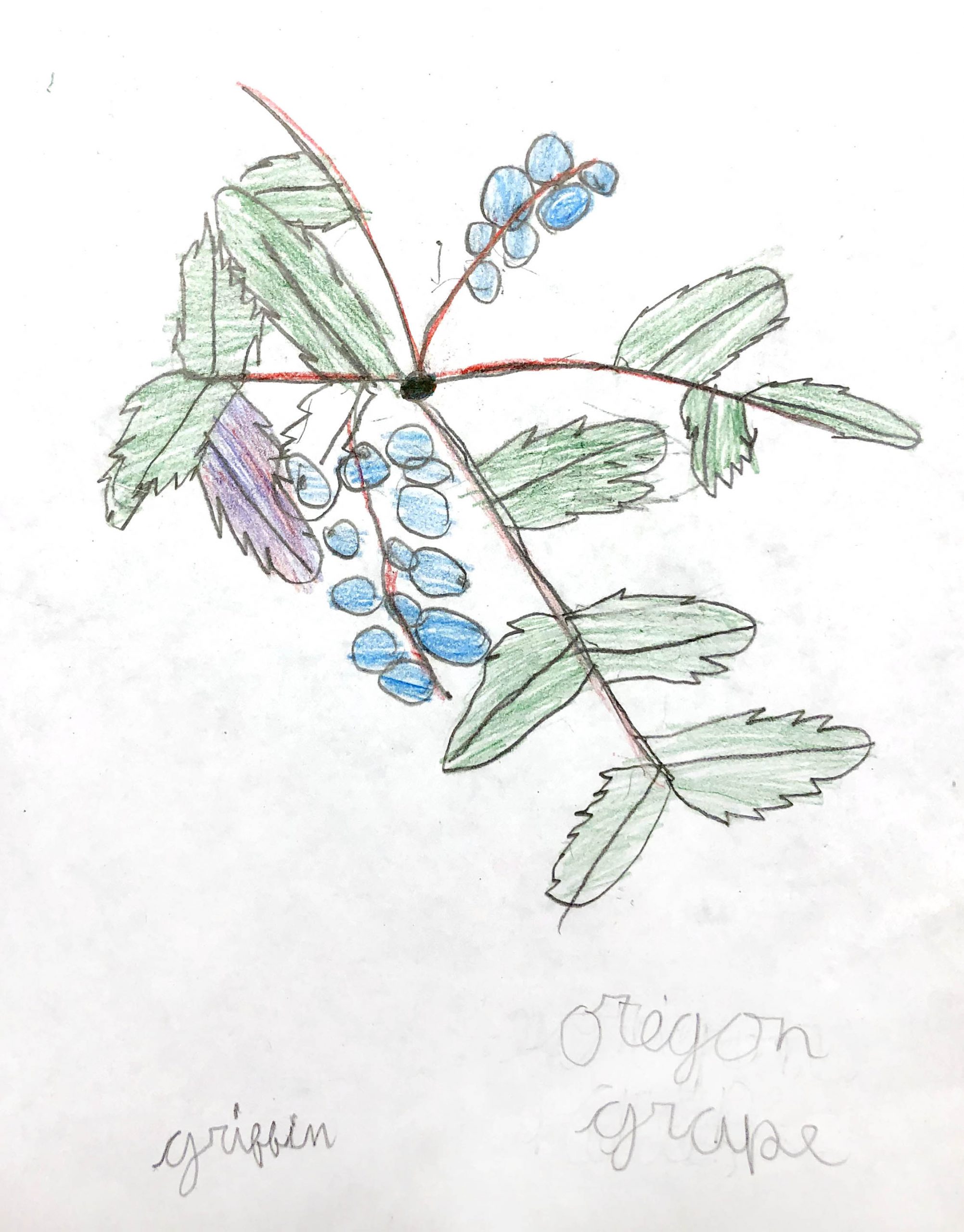 Oregon grape