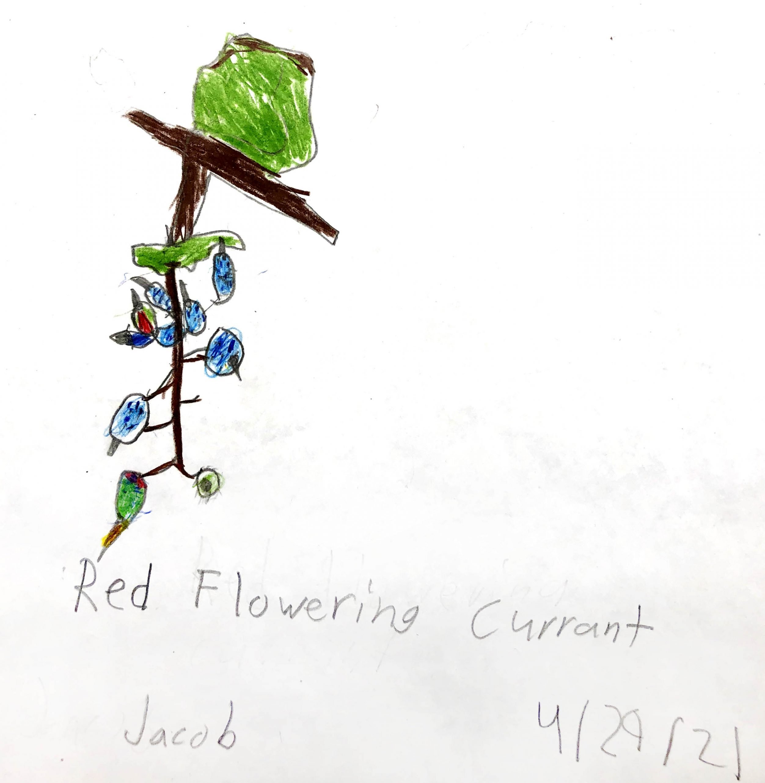 Red Flowering Currant