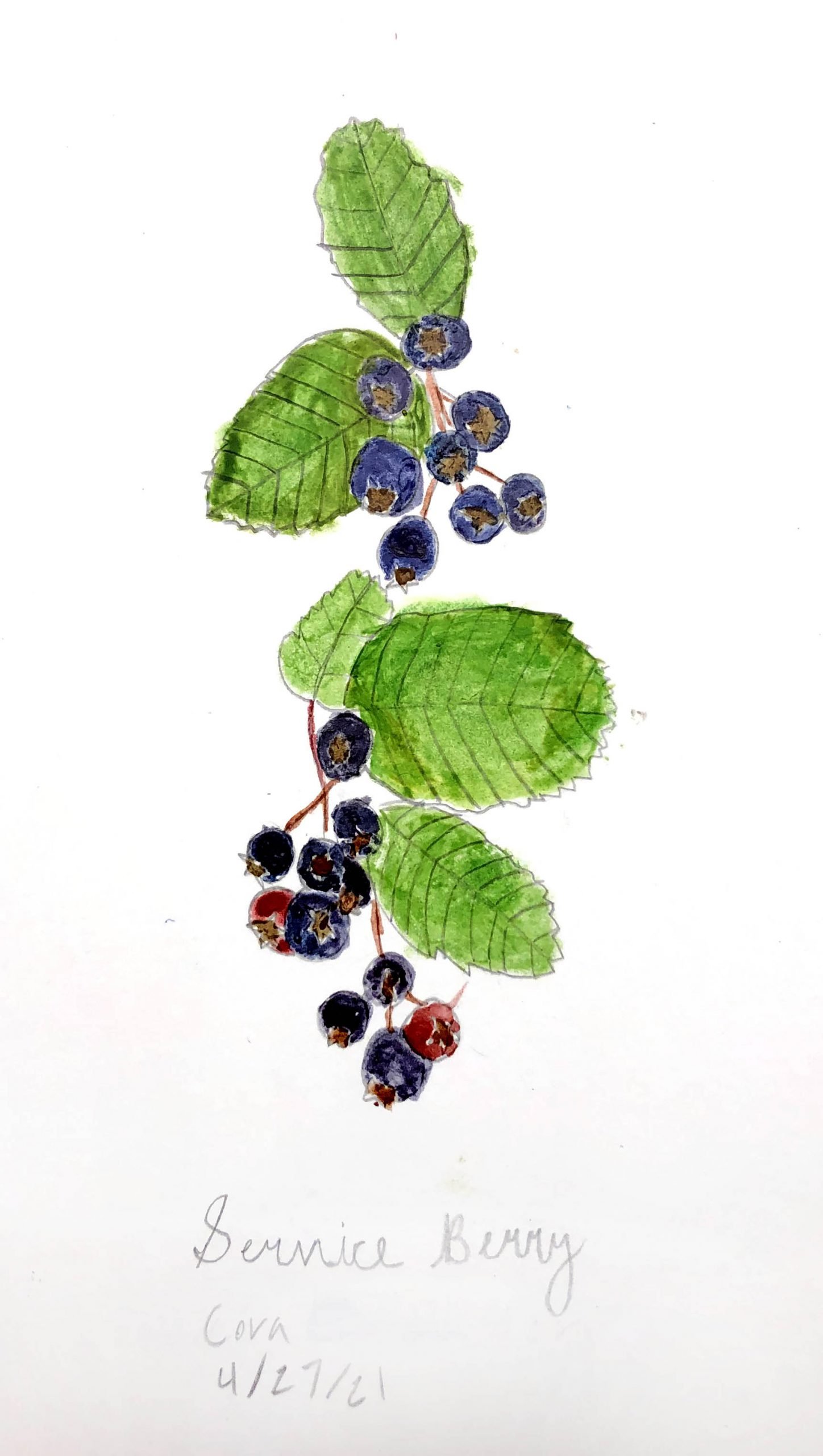Serviceberry