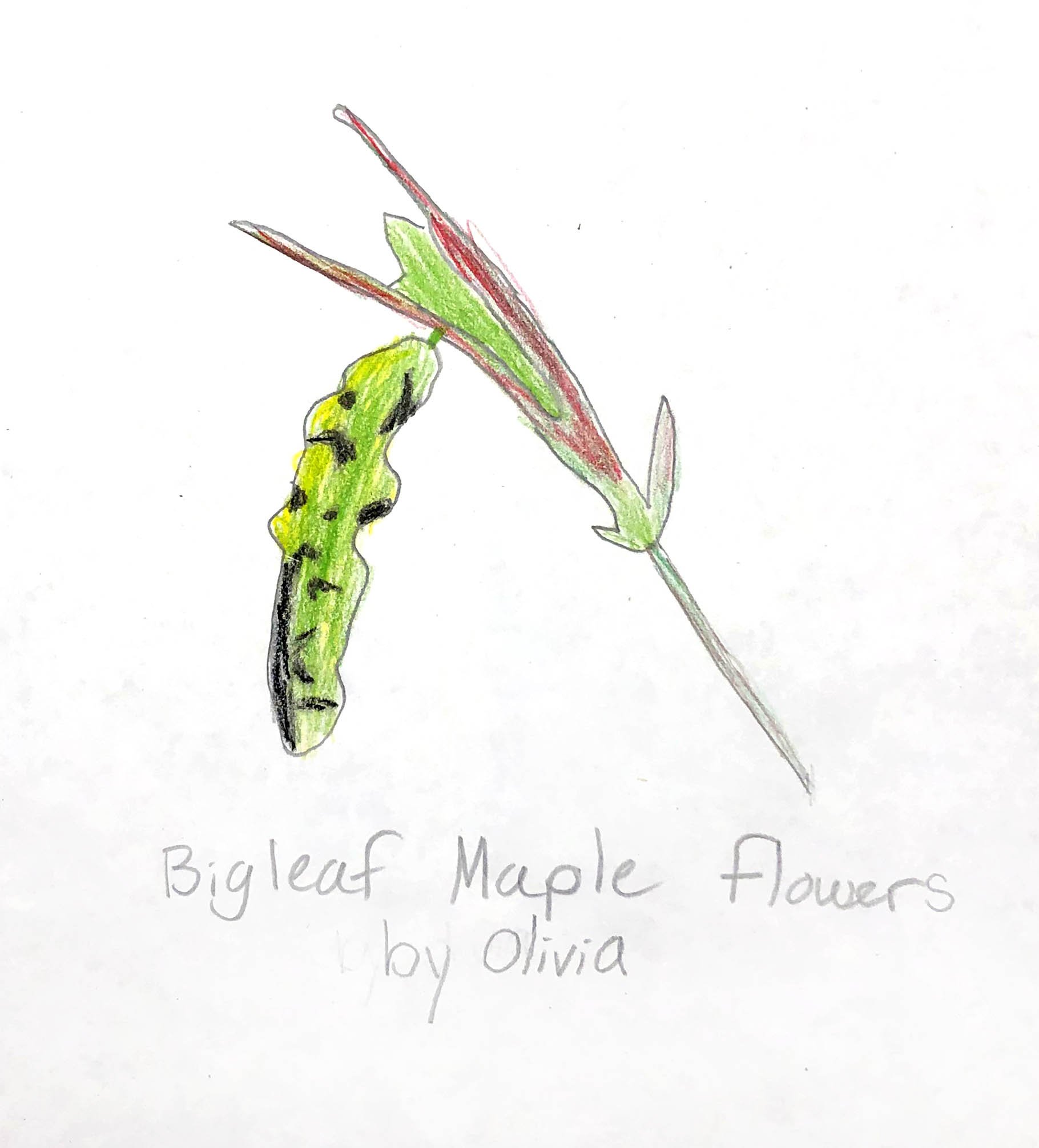 Bigleaf Maple flower cluster