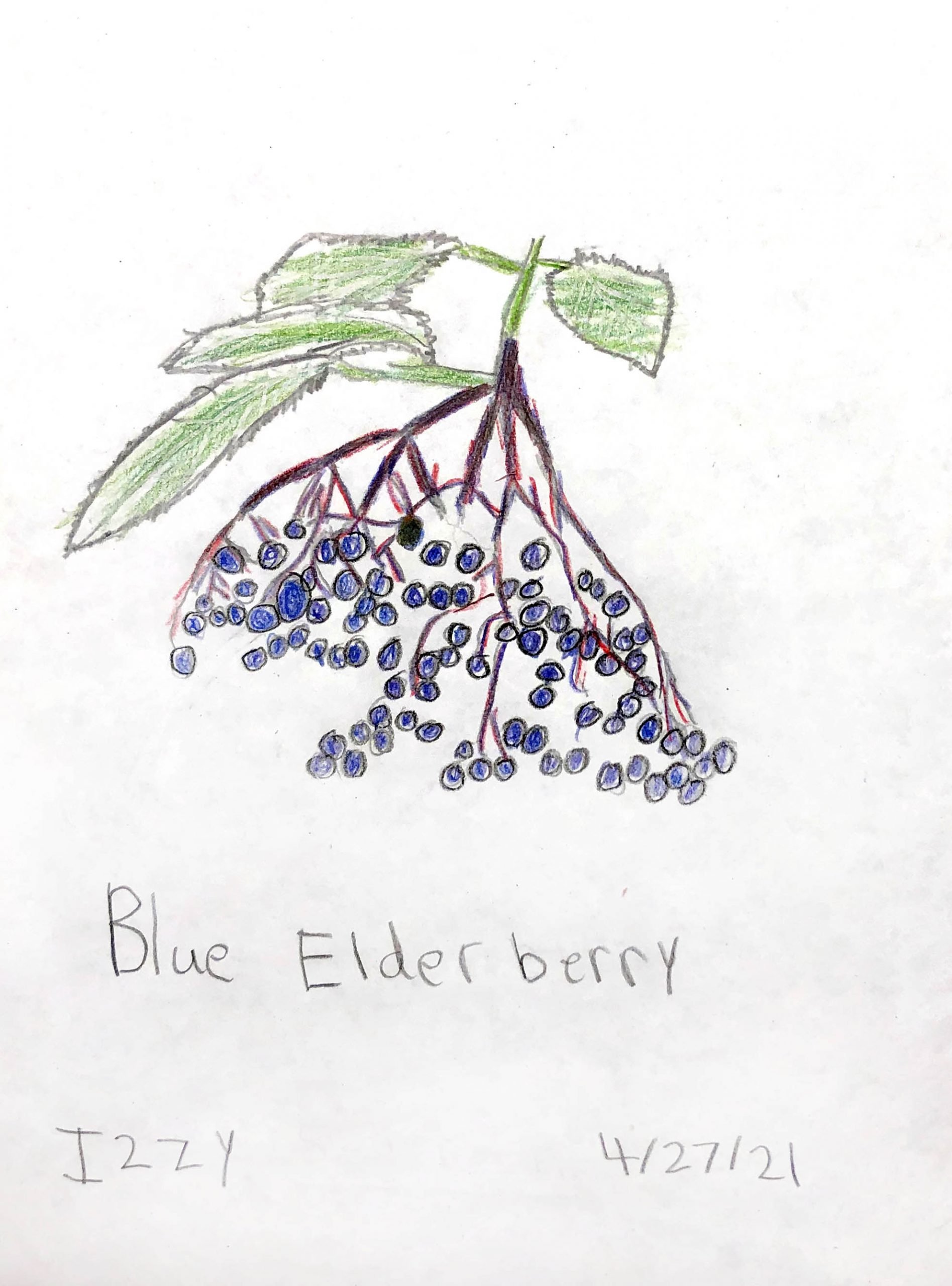 Blue Elderberry