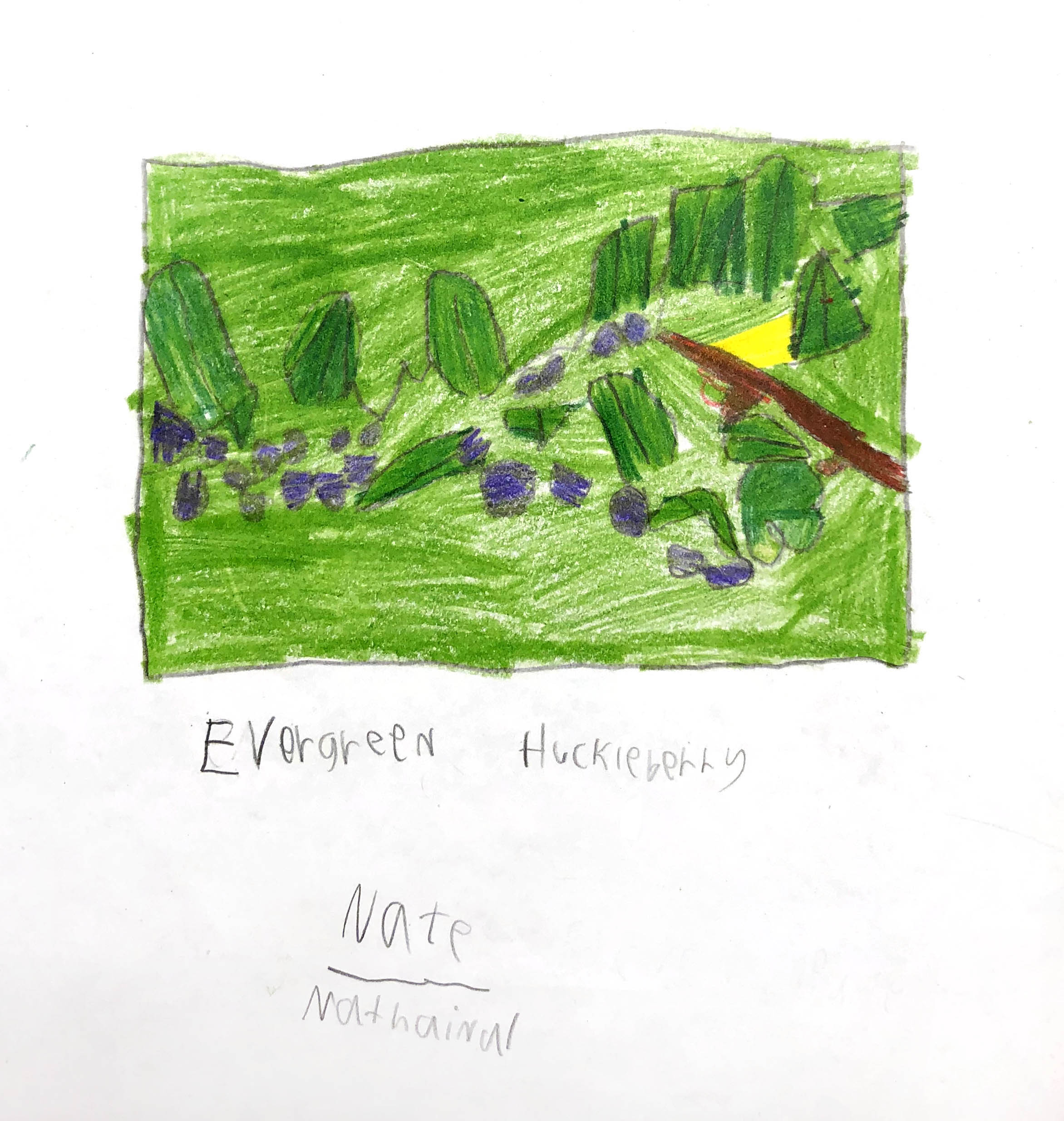 Evergreen huckleberry