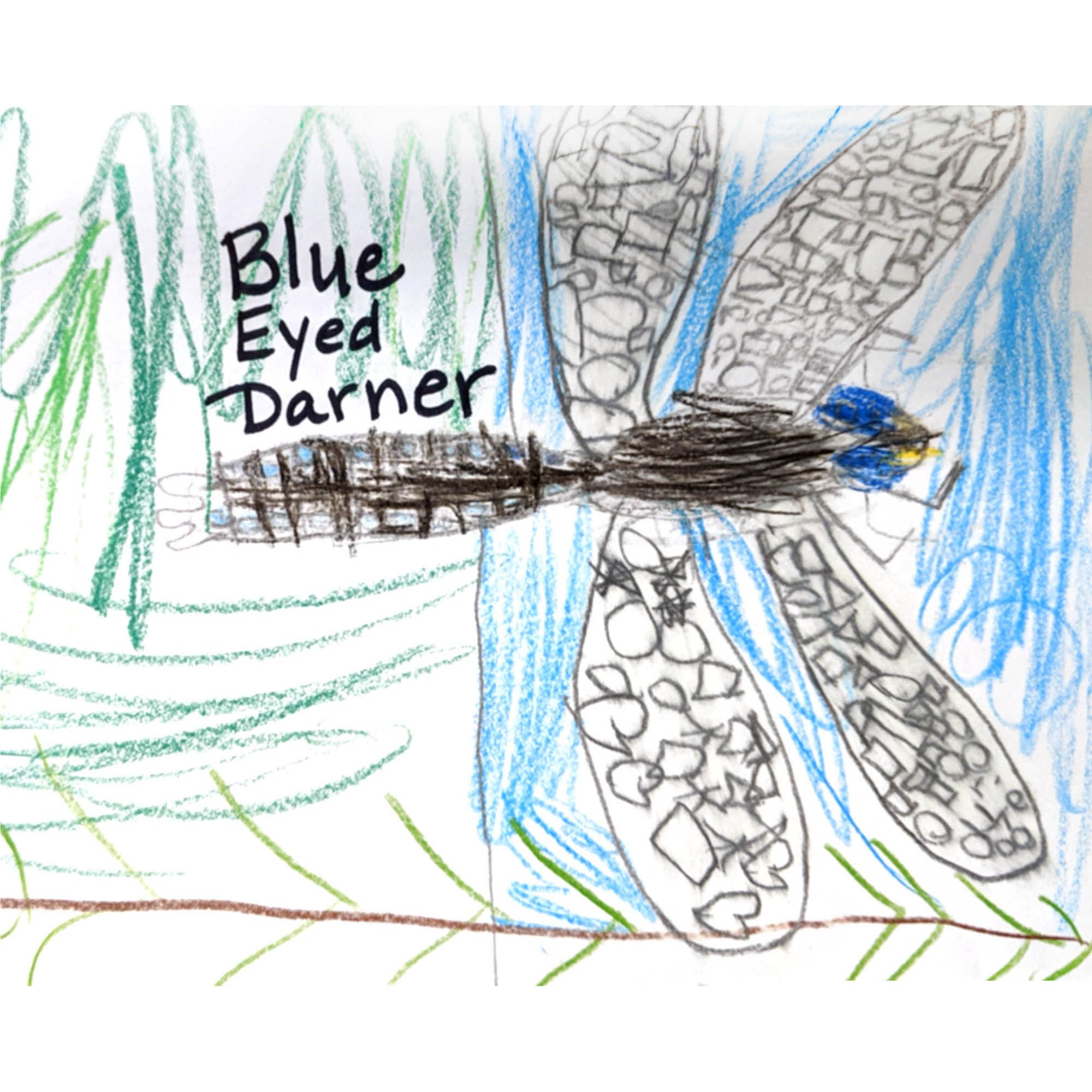 Blue-Eyed Darner