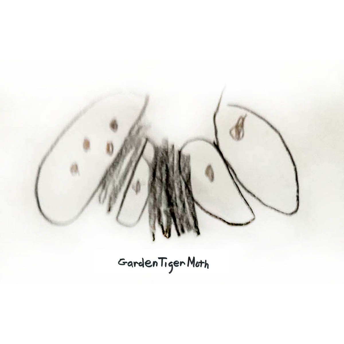 Garden Tiger Moth
