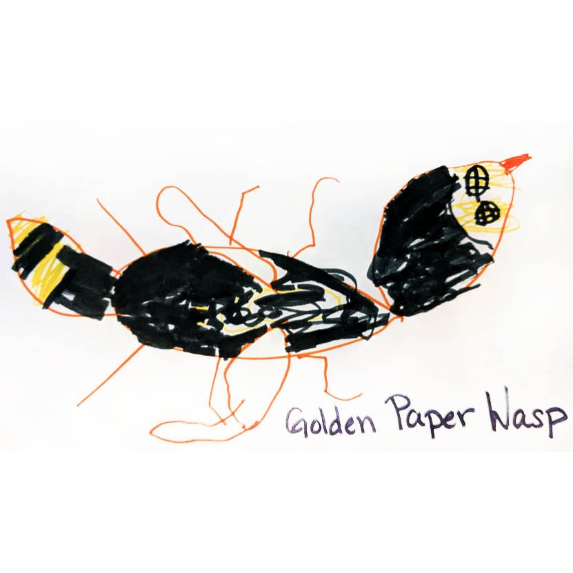 Golden Paper Wasp