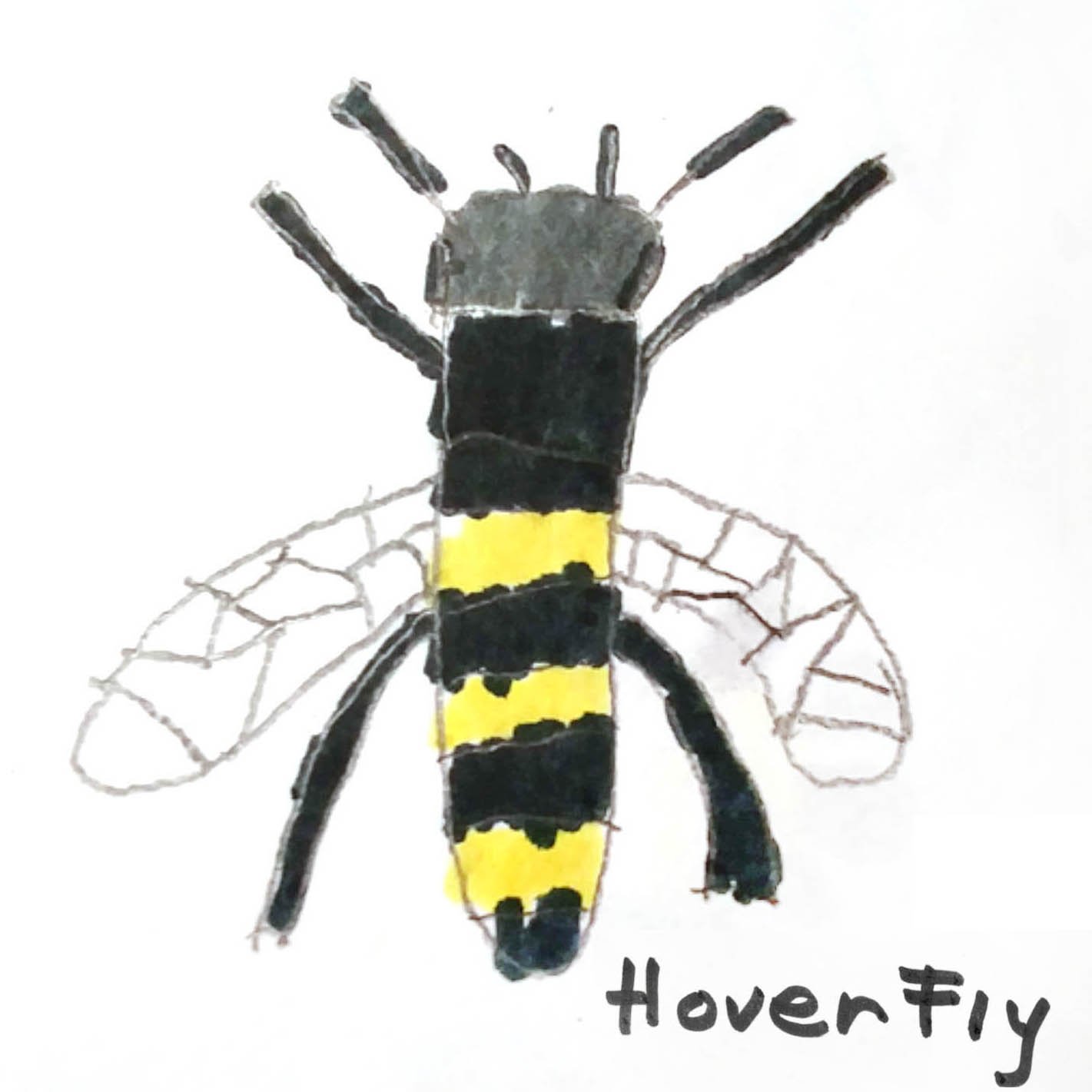 Hover Fly