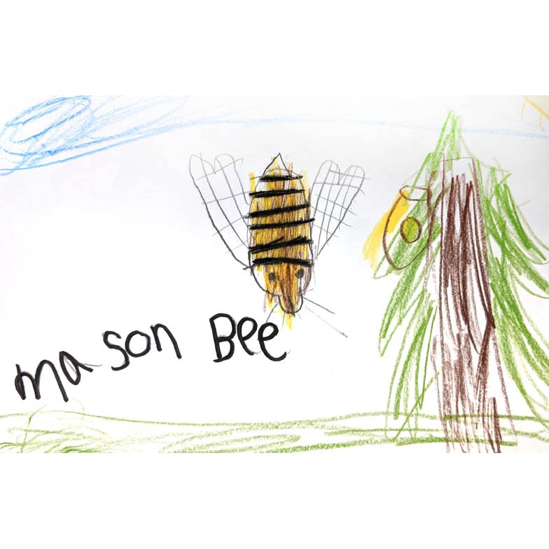Mason Bee