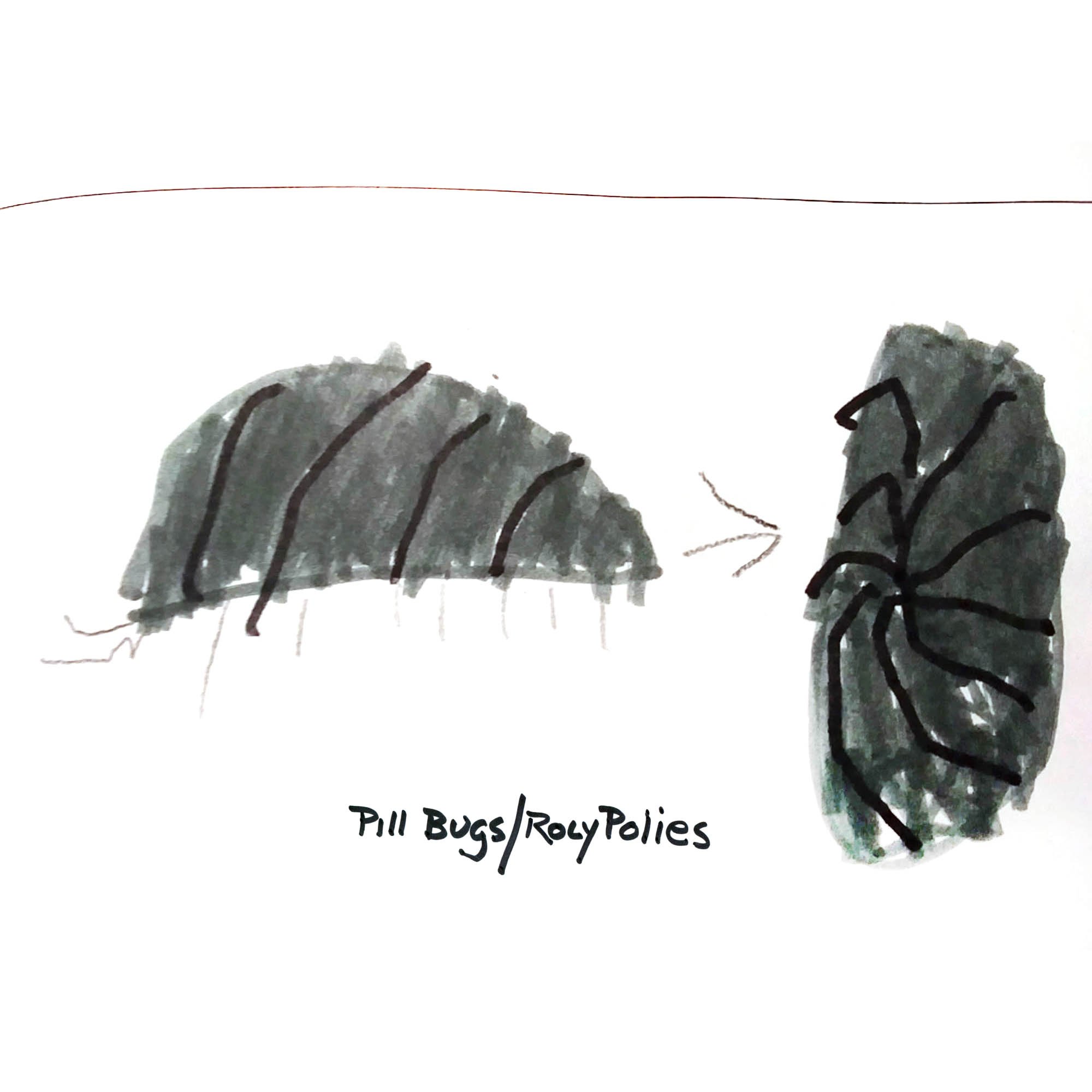 Pill Bugs/Roly Polies