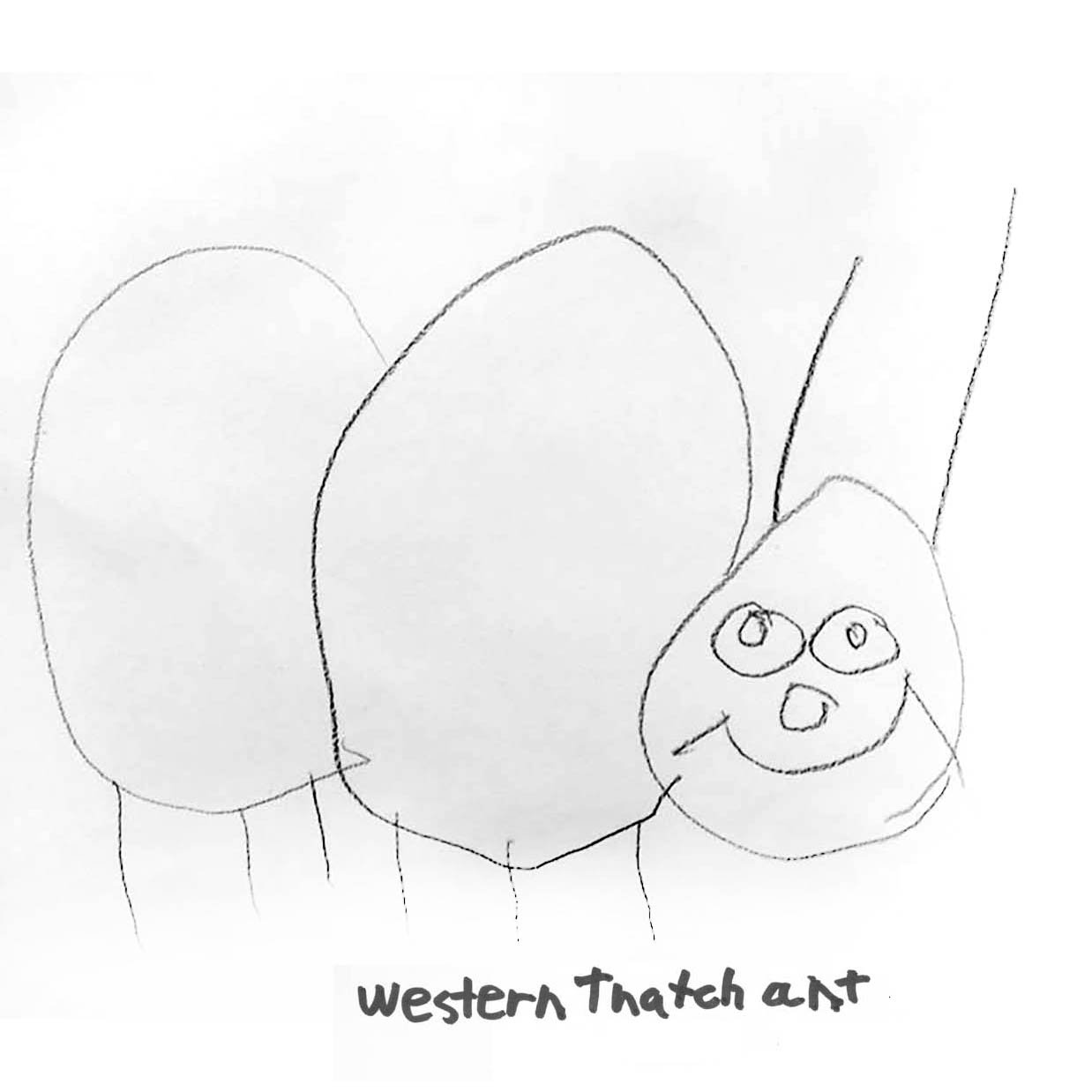 Western Thatch Ant