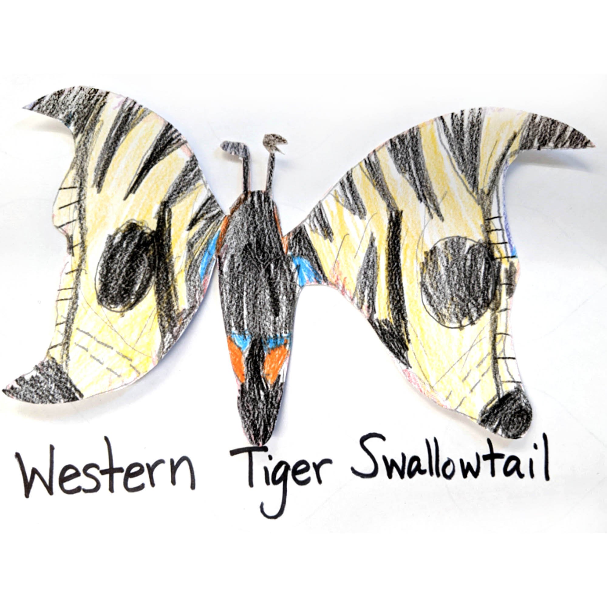 Western Tiger Swallowtail
