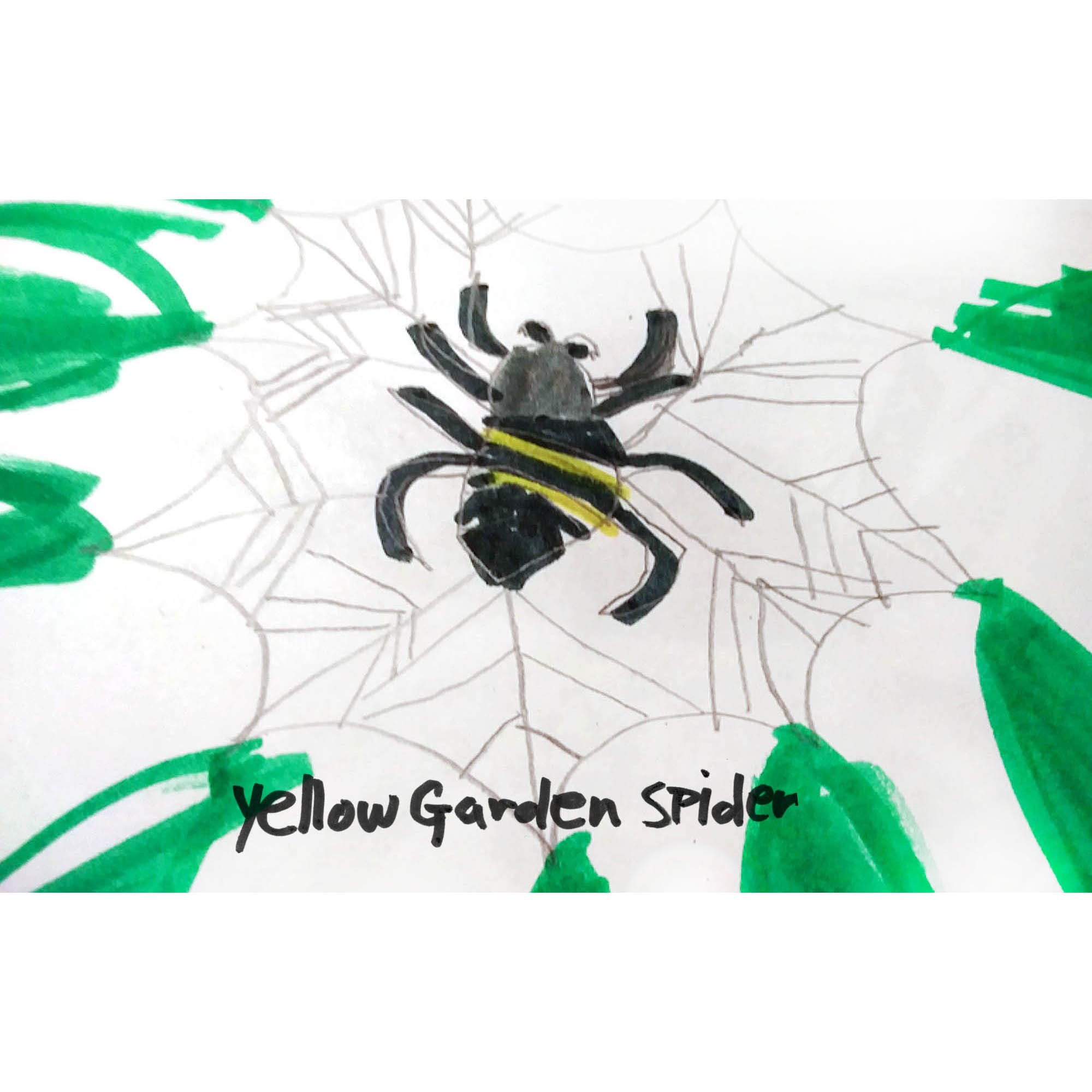 Yellow Garden Spider
