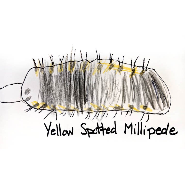 Yellow Spotted Millipede