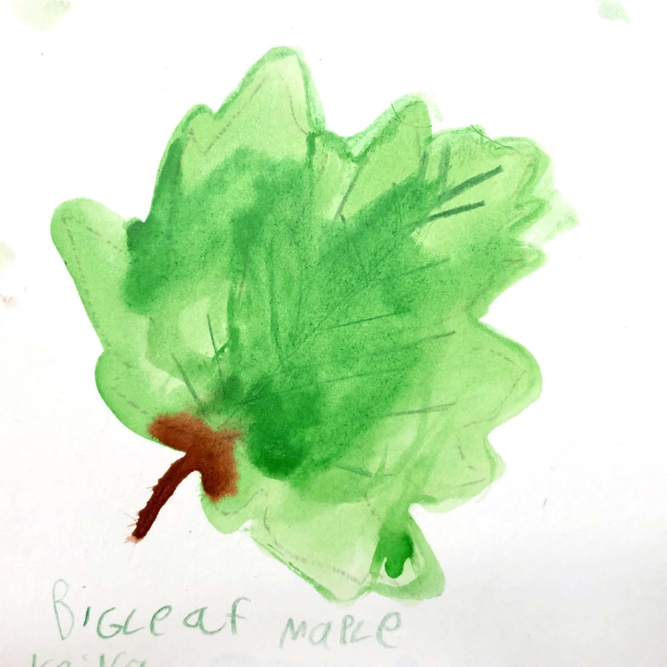 Big Leaf Maple