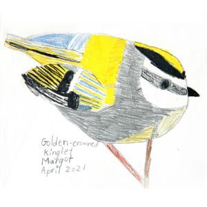 Golden-crowned kinglet