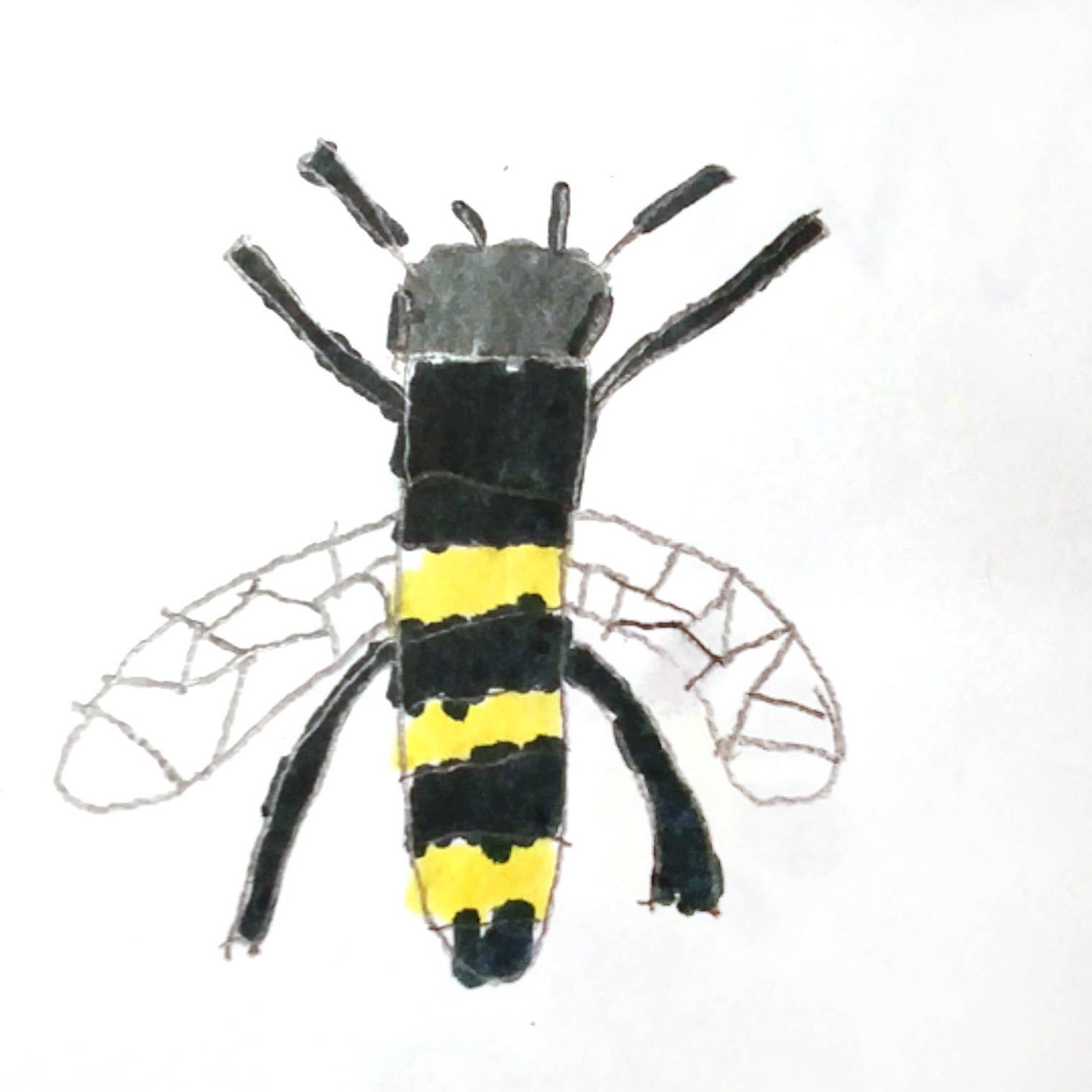 Hover Fly